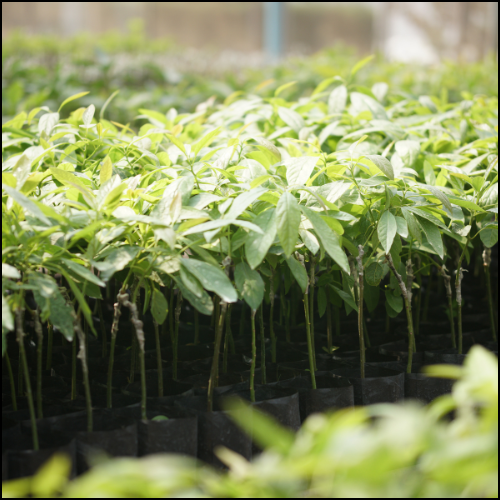 Plantas de Vivero